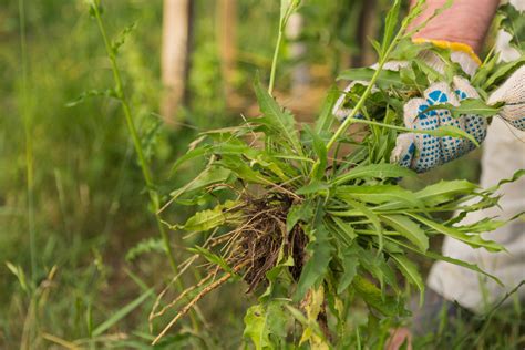 How To Control Weeds Greener Grass