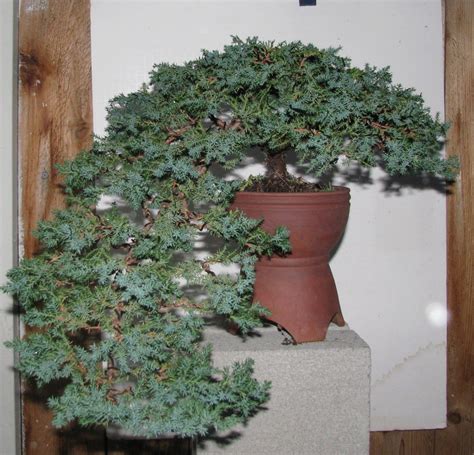 Juniperus procumbens ‘Nana’ Bonsai Tree