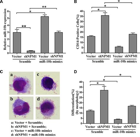 Mir B Is Involved In Npm Ma Mediated Myeloid Differentiation Of