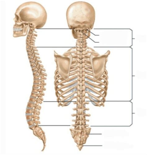 Divisions Of The Spinal Column Diagram Quizlet