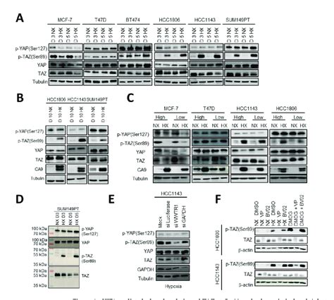 Hif Mediated Phosphorylation Of Taz At Ser Under Hypoxia In Basal A