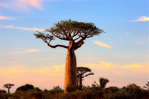 Dieser Baobab Foto And Bild World Bäume Baum Bilder Auf Fotocommunity