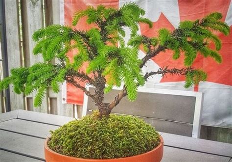 Birds Nest Spruce Bonsai The Perfect Addition To Your Garden By