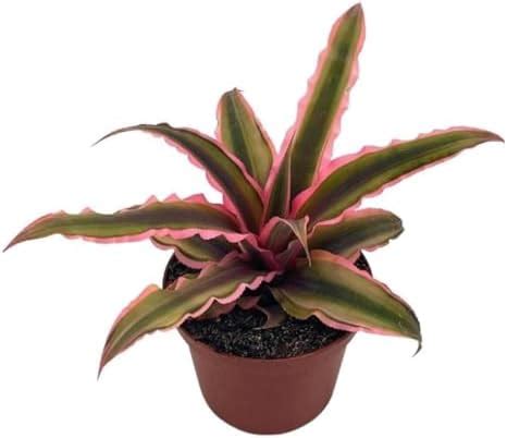 Amazon BubbleBlooms Cryptanthus Bivittatus In A 2 Inch Pot Pink