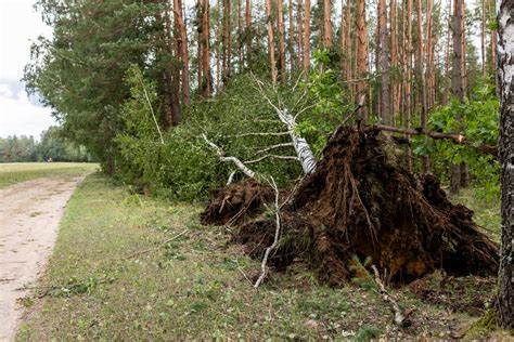 Keturiose Ukmerg S Rajono Seni Nijose D L Audros Paskelbta Ekstremali