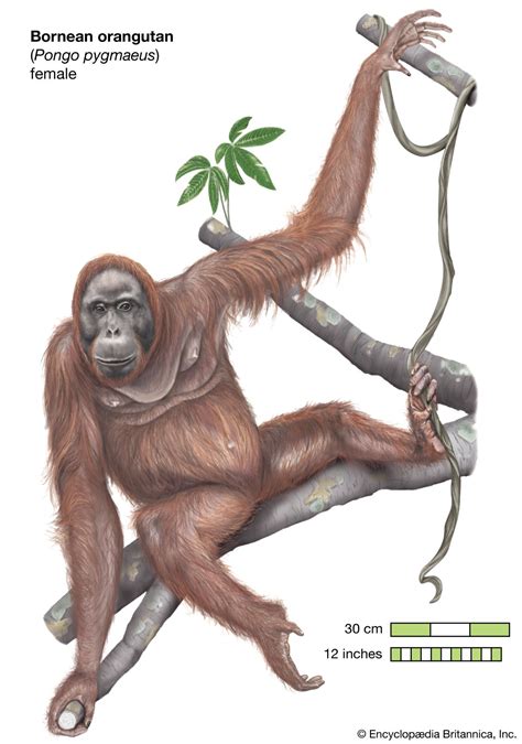 Orangutan Definition Habitat Height Weight Lifespan Scientific