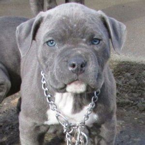 Grey Pitbulls: Blue Eyes, Blue Nose, Brindle, Puppy Dogs!