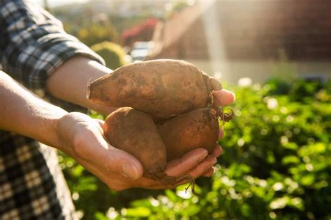 Sweet Potato Fertilizer Requirements And Recommendations Management