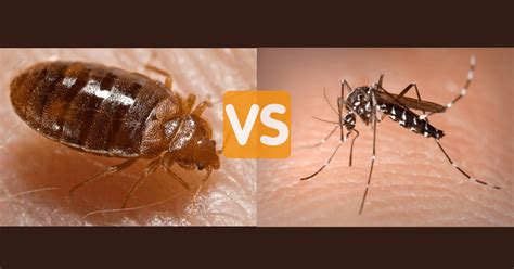 Mosquitoes Bites Vs Bed Bug Bites