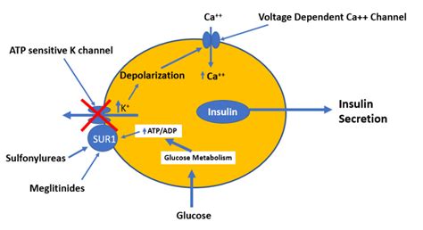 Figure 4 The Effect Of Hypoglycemic Drugs On A1c Levels Endotext