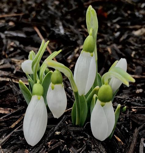 Snowdrops: Plant Care and Collection of Varieties - Garden.org