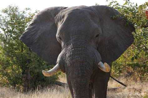 Gentle giant: my memorable encounter with an African elephant