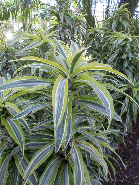 Asparagaceae Dracaena Fragrans Lemon Lime Parque De Má Flickr