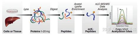 总结 一文带你了解蛋白质乙酰化修饰及其研究 知乎