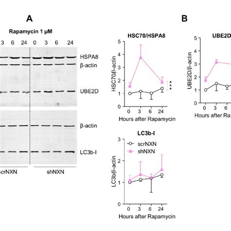 Western Blot Analysis Of Autophagy Markers Upon Low Dose Rapamycin Download Scientific Diagram