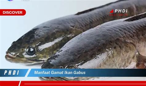 Temukan Manfaat Gamat Ikan Gabus Yang Wajib Kamu Intip