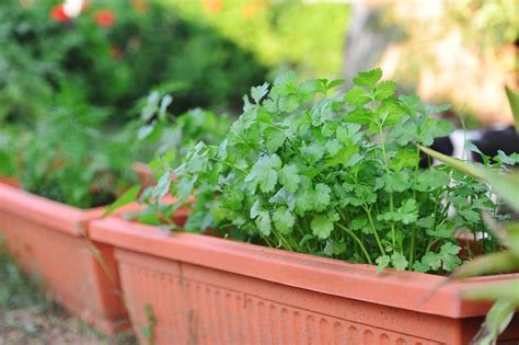 How To Grow Dhaniya In India Growing Coriander At Home