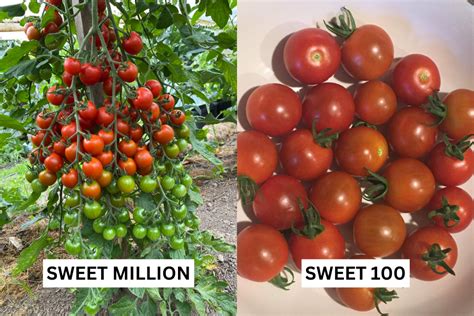 Sweet Million Vs Sweet Which Tomato Is Better