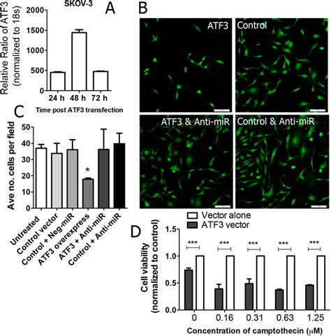 Atf Expression Induces Cellular Stress On Ovarian Cancer Cells A