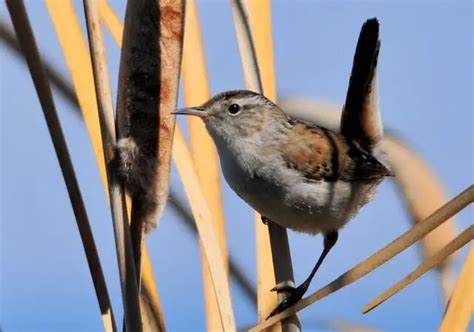 15 Small Brown Birds With Long Beaks A Natural Marvel