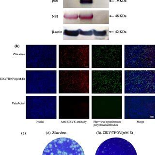 Vertebrate Cells Support The Replication Of ZIKV THOV PrM E A Western