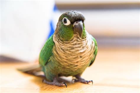 Green Cheek Conure Lifespan - How Long Do They Live? Find Out Here ...