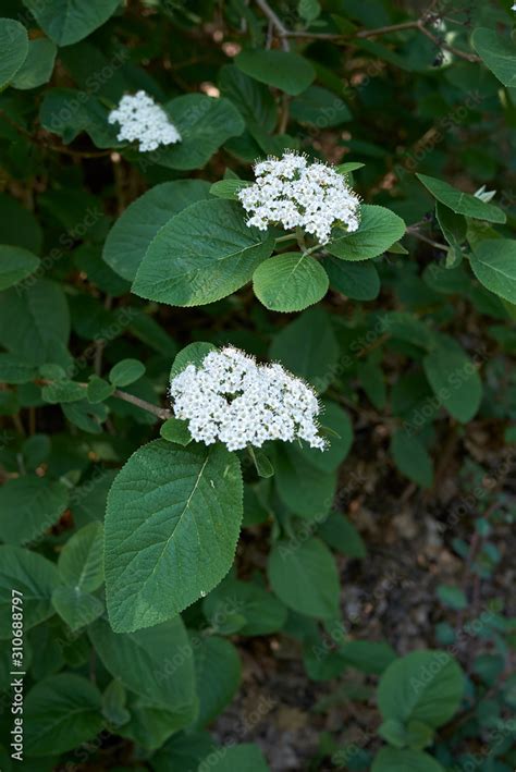 Viburnum lantana Stock Photo | Adobe Stock