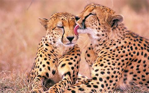 4k Big Cats Cheetahs Hd Wallpaper Rare Gallery