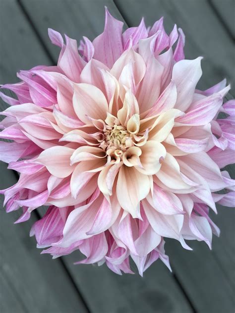 Dahlia Cafe Au Lait Royal Dahlia Store Exclusive Dahlia Tubers