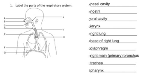 Respiratory System Flashcards Quizlet