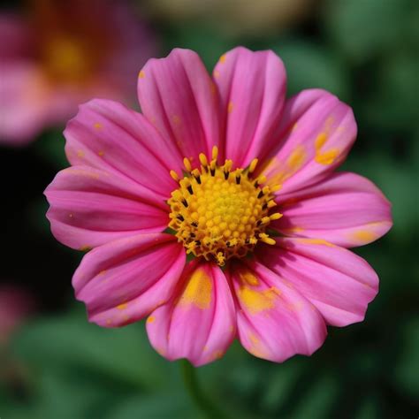 Una Flor Rosa Y Amarilla Con Un Centro Amarillo Generativo Ai Foto