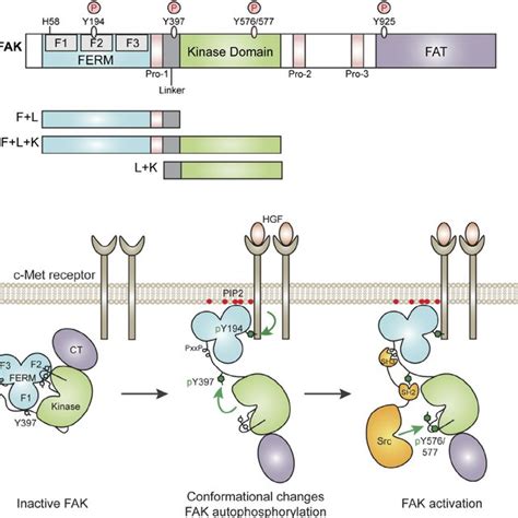 Overview of FAK structure and activation. (A) FAK schematic. Depicted ...