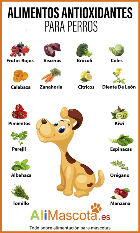 Importancia De Conocer Todos Los Alimentos Antioxidantes Para Perros