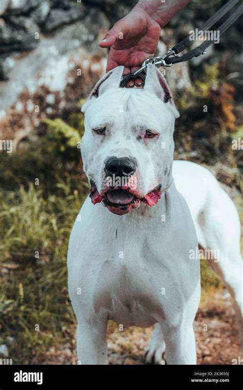 Dogo Argentino