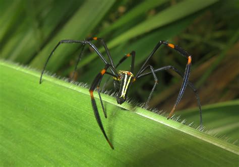 Giant Golden Orbweaver (Nephila pilipes) - Bali Wildlife