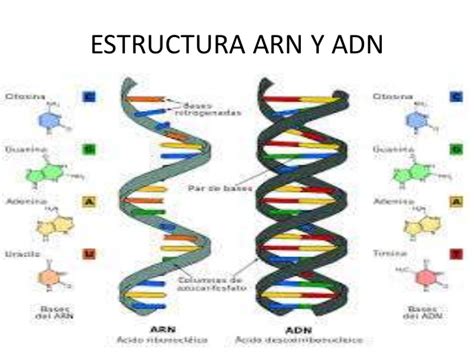 Cuadro Comparativo Entre Adn Y Arn Cuadro Comparativo