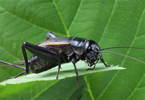 13 Facts About Crickets