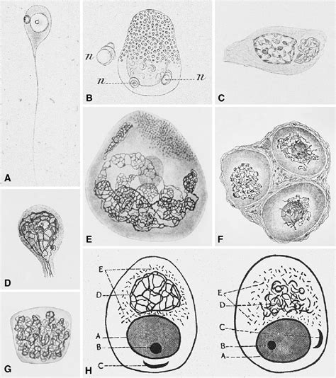 Figure 3 from Camillo Golgi and the discovery of the Golgi apparatus | Semantic Scholar