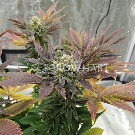 Sweet Seeds Gorilla Sherbet F1 Fast Version Feminizovaná semínka