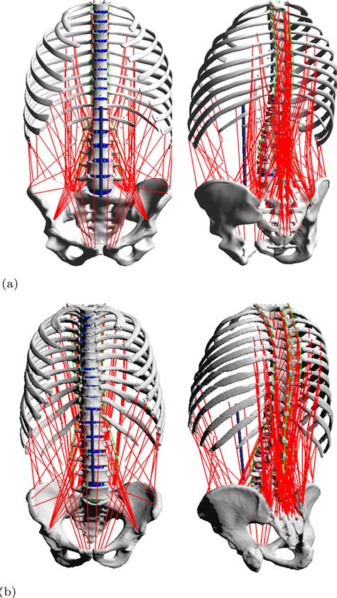 A The Generic Baseline And B Individualised Model Of The Thoracolumbar