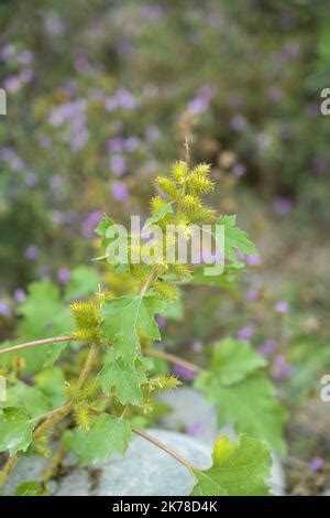 Close Up Of A Xanthium Strumarium Rough Cocklebur Clotbur Common