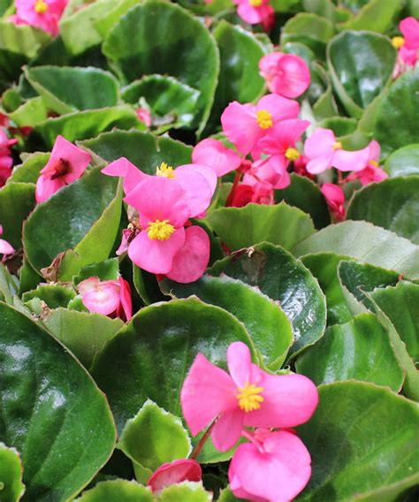 Begonia - Pink Green Leaf - Bedding Plants - Radebaugh Florist ...