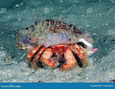 Star Eyed Hermit Crab On The Sand Underwater Stock Image Image Of