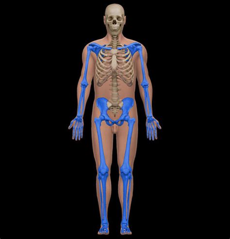 ES Ch1 Skeletal Muscular Systems Flashcards Quizlet