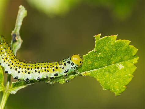 Rose Sawfly Larva Arge Pagana John Davis Flickr