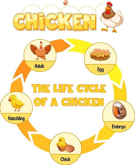 Diagrama Mostrando O Ciclo De Vida De Frango Vetor No Vecteezy The