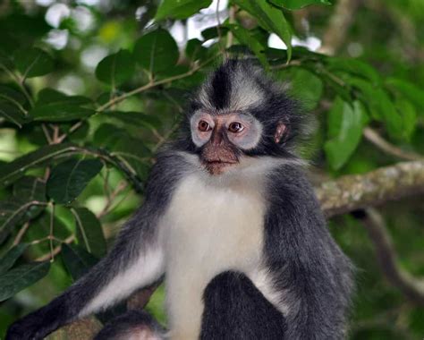 Gunung Leuser National Park » GagDaily News