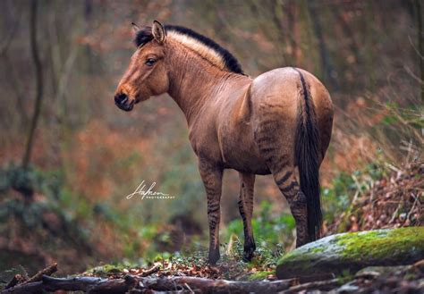 Zuri A Pretty Zorse Or Zebra Horse Hybrid She Looks Very At Home In