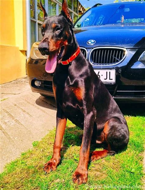 Doberman Prelepi Tenci Halo Oglasi