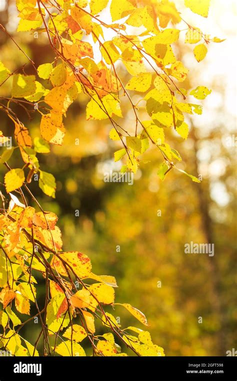 Autumn leaves of yellow color adorn the beautiful nature bokeh background. Beautiful nature ...